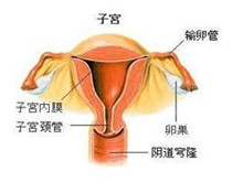 先天性卵巢发育不全