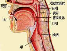 咽部狭窄及闭锁