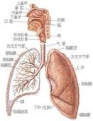 支气管中心性肉芽肿病