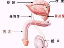 阴缩