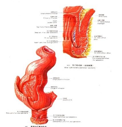 肛门直肠疾病是指发生于肛门直肠部位的疾病