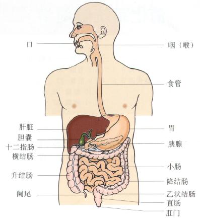 转移性小肠肿瘤