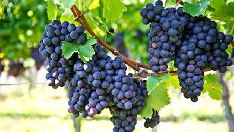 初冬吃葡萄的好处是什么 葡萄食用时有哪些禁忌