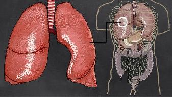 慢阻肺患者能活多久? 慢阻肺吃什么好点
