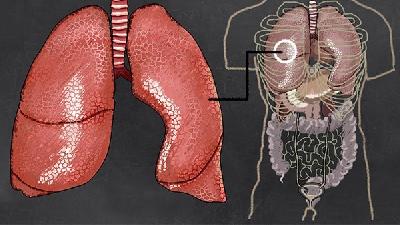 治疗肺气肿最好方法介绍