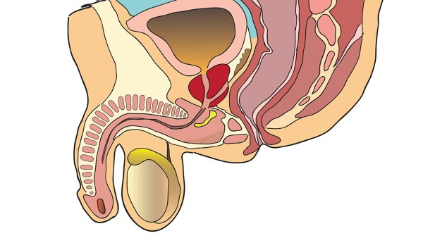 睾丸每天能产多少精子睾丸的生理结构有什么特点吗
