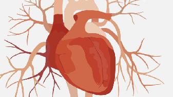 秋季该如何保护心脏健康 秋季三大护心妙方保护心脏