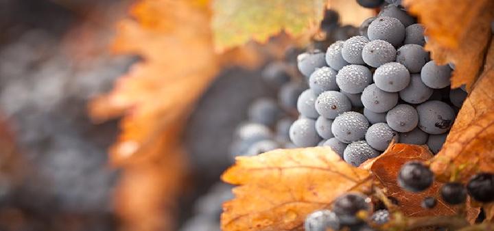 秋季吃葡萄的好处都有哪些秋季食用葡萄注意6个事项