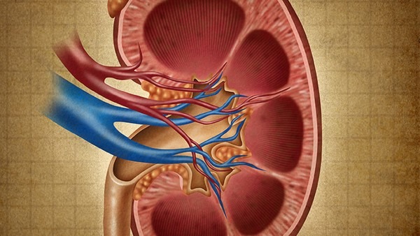 慢性腎臟病能治好嗎 大多數(shù)慢性腎臟病無(wú)法治愈