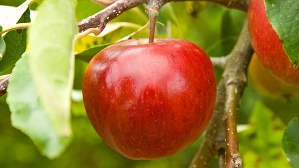 夏日最该吃的食物是什么 什么水果能够祛毒