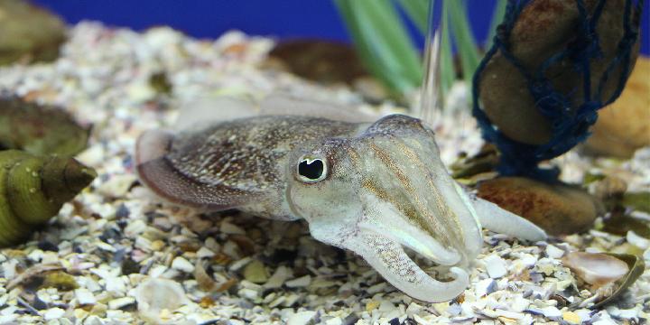 夏季瘦身有讲究 喝哪些饮品才不会长胖?