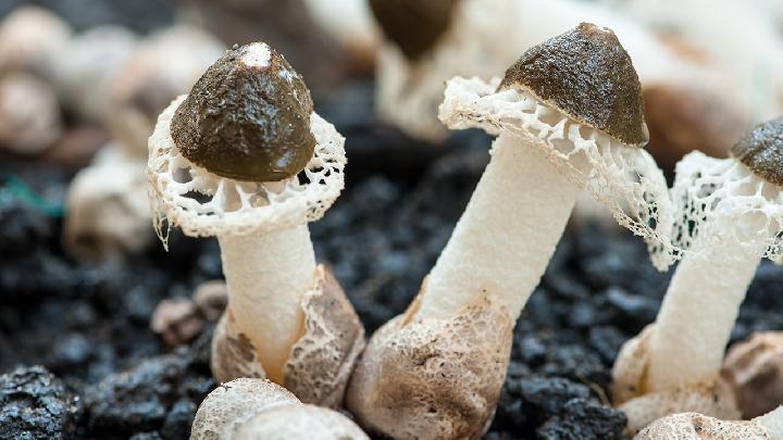 冬季最需要吃的食物是什么多吃三种蘑菇养出好气色