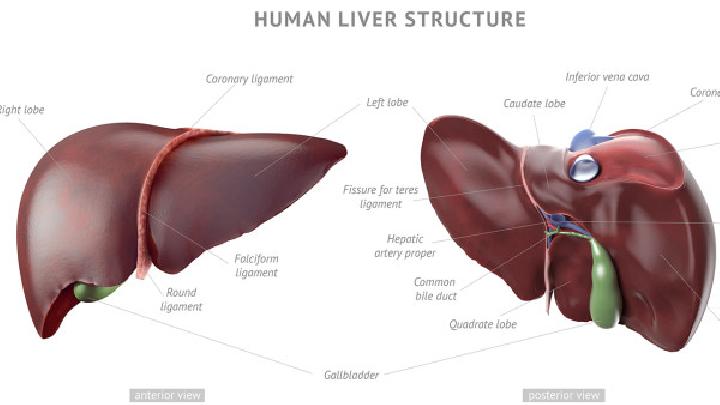 肝脏是怎么发生硬化的？
