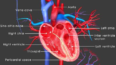 主要的心肌缺血的诊断表现为心影增大