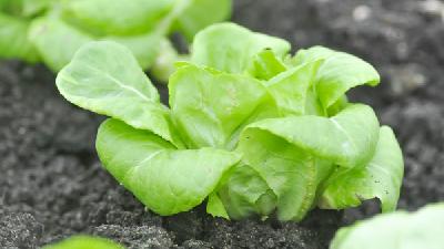 春季吃什么野菜好 5种野菜千万不能吃