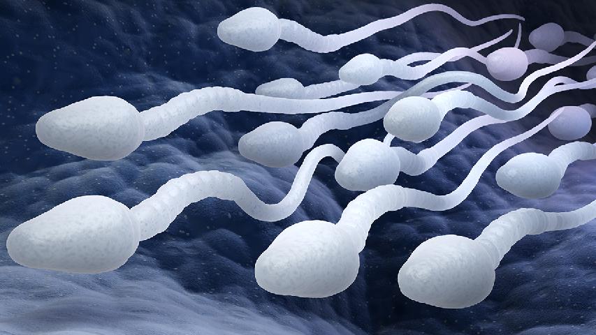 枸杞子可治療男性不孕不育