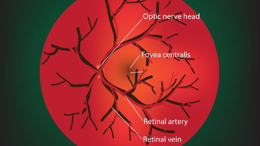 假性近视眼者可服益气健脾汤治疗
