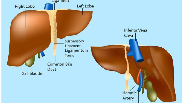 哪些疾病会导致脂肪肝？