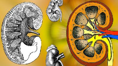 关于中医治疗多囊肾