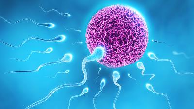 肥胖造成不育的原因有哪些