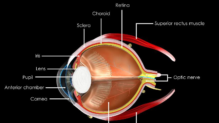 关于泪囊炎的详情介绍