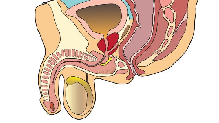 精囊炎的症状、病因有哪些