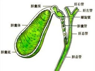 胆摘除的人口_胆摘除照片(2)