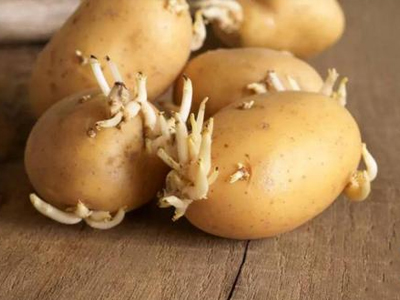 发芽的土豆能吃吗 如何预防土豆发芽