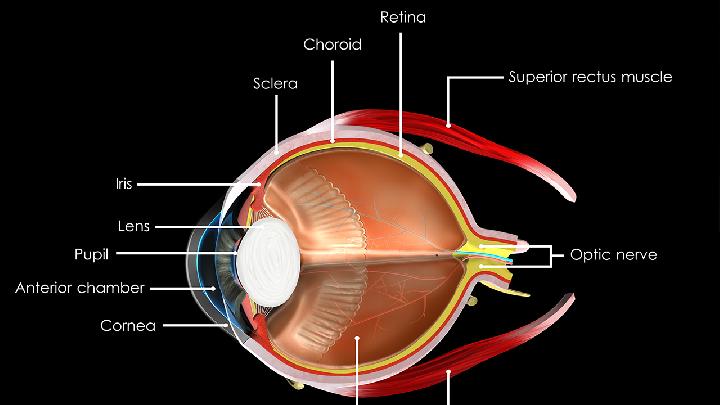 玻璃体及视网膜脱离手术所致青光眼吃什么好