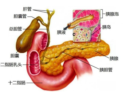 胆囊三角的解剖图 搜狗图片搜索