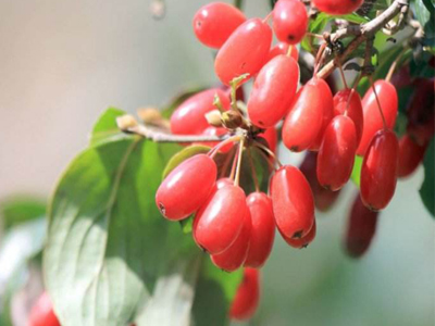 产后乏力可以吃熟地山茱萸_中医养生_健康_公告网