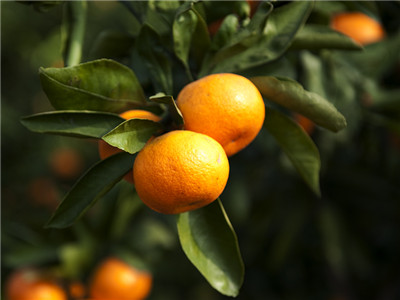 孕妇到底适不适合吃桔子?