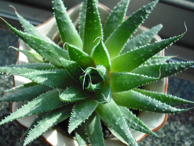 失眠多梦是怎么回事