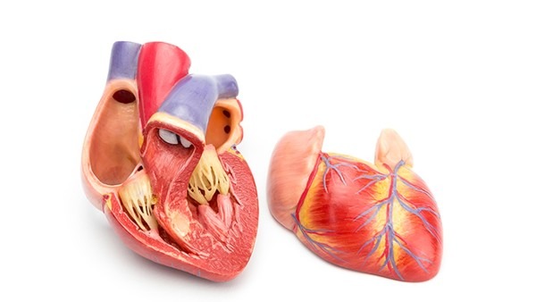 猪心脏移植患者或因猪病毒死亡 心脏移植手术到底有多危险