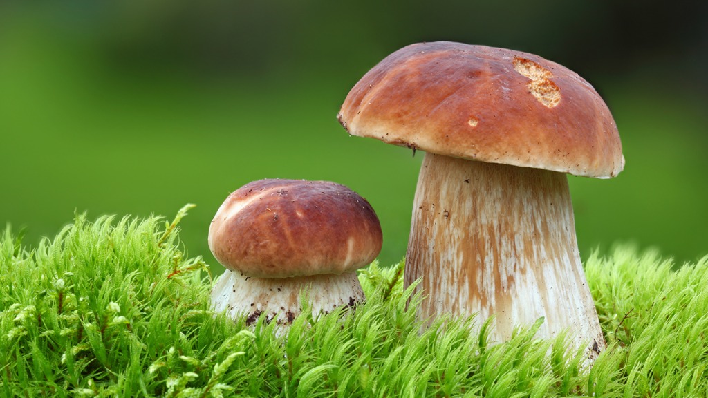 4岁女童吃毒蘑菇不幸离世，为什么总有人吃毒蘑菇？