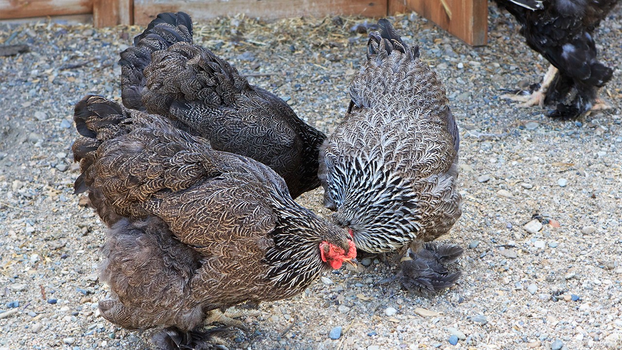 药蛋食疗方治疗痛经效果较好