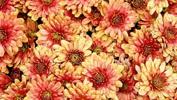 小便分叉吃什么药