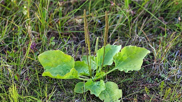 如何预防、治疗药物引起的牙龈增生
