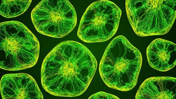 预防新型冠状病毒中药方