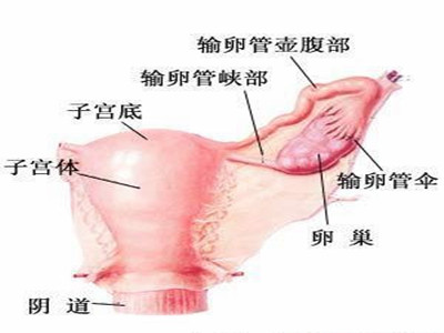子宫偏小可以做试管婴儿吗?