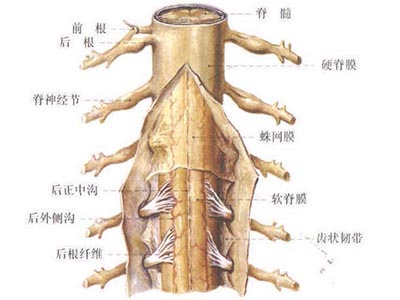 各类型脊髓炎的临床表现