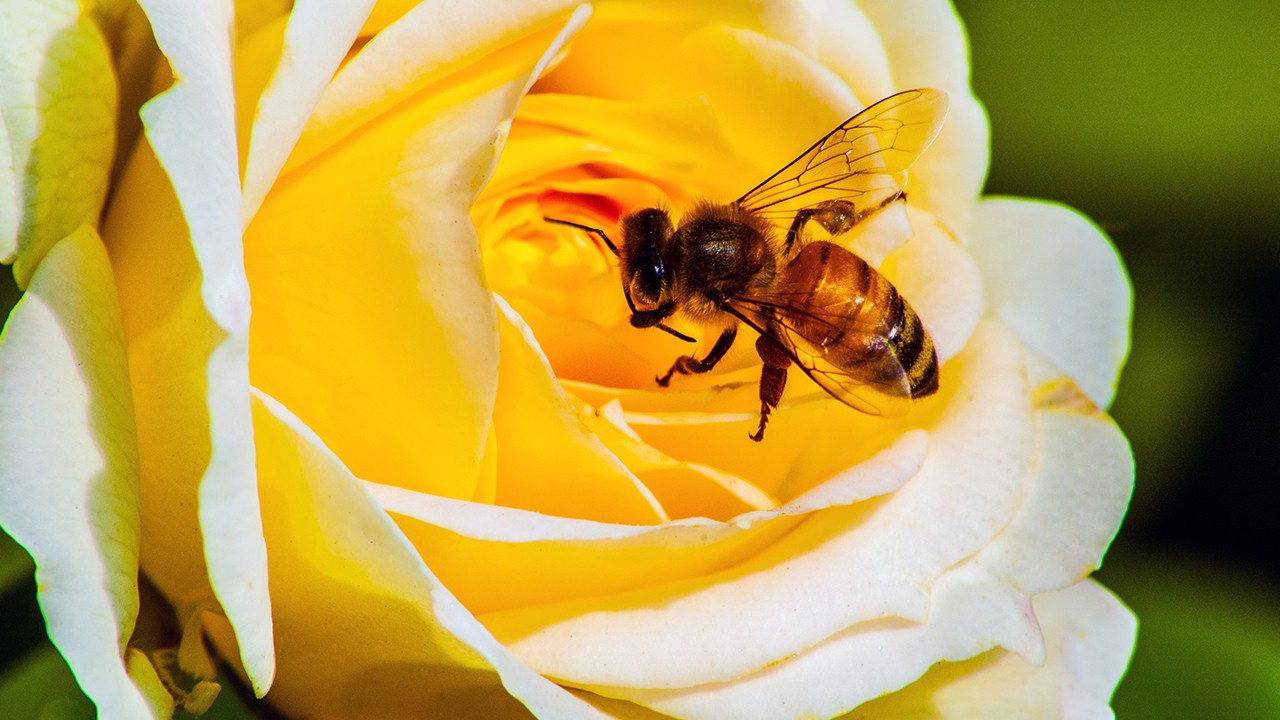 蜂巢的功效作用 蜂巢现代应用方法有什么