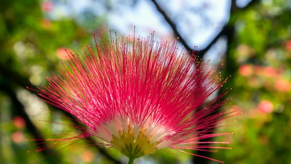 注意：连花清瘟、布洛芬这些人一定要慎用！