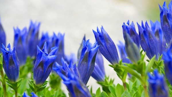 莲花峰茶效果好吗 莲花峰茶有怎样的作用