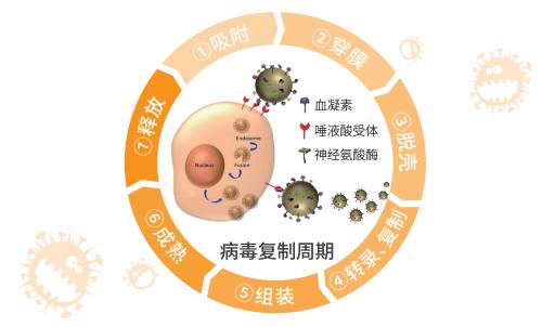 得了流感应该如何治疗？抗病毒可以用磷酸奥司他韦吗？