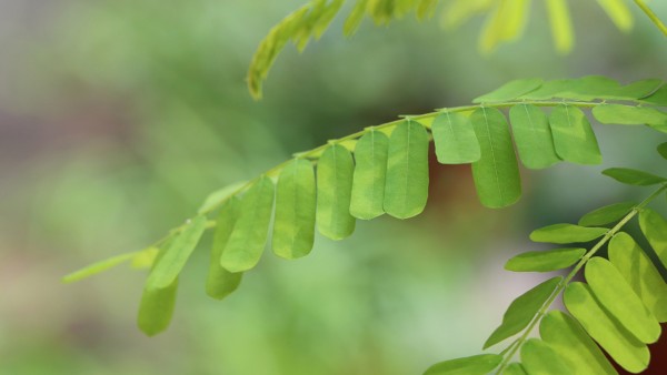 鸡骨草胶囊成人吃多少 鸡骨草胶囊(玉林)怎么吃？