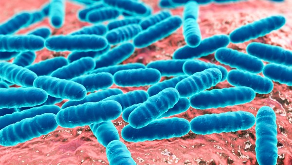 地衣芽孢杆菌活菌胶囊效果怎样 适合70岁老人吃的益生菌有哪些