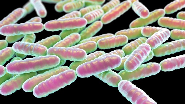 地衣芽孢杆菌活菌颗粒是益生菌吗 主要成分是什么