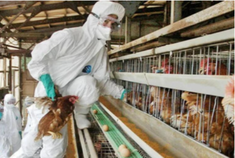 廣東禽流感已致多人感染，H3N8或成新的大流行毒株來源