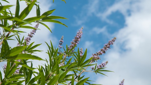 牡荆油胶丸的服用方法是什么  牡荆油胶丸的禁忌有哪些呢